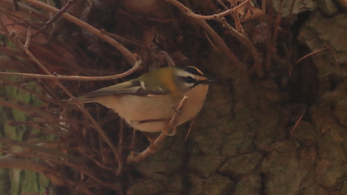 Common Firecrest - ML291430651