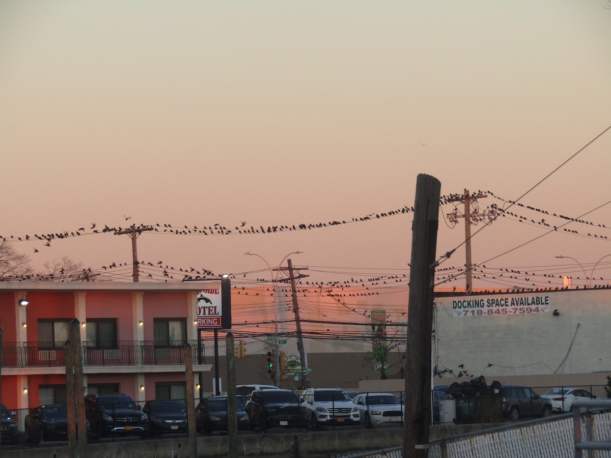 Boat-tailed Grackle - ML291430681