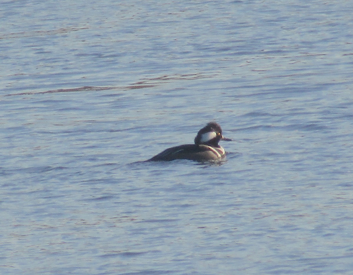 Hooded Merganser - ML291430861