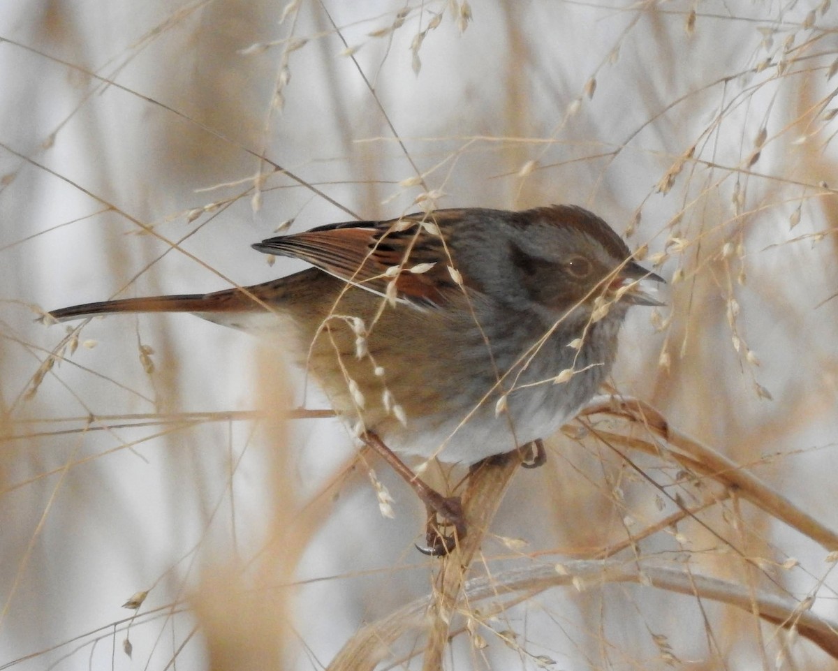 Swamp Sparrow - ML291431161