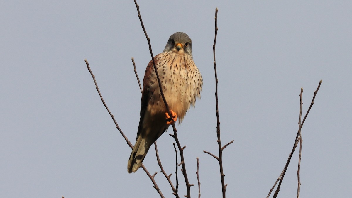 Eurasian Kestrel - ML291431331
