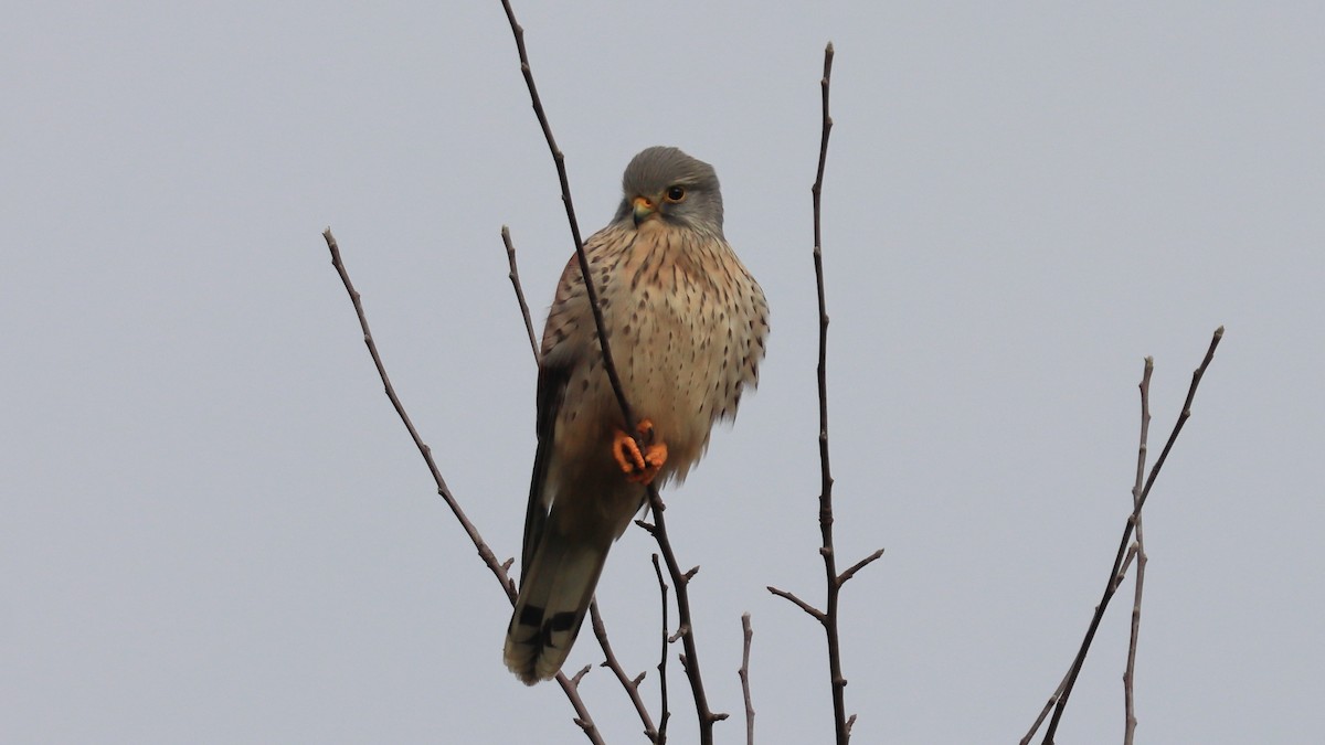 Eurasian Kestrel - ML291431361