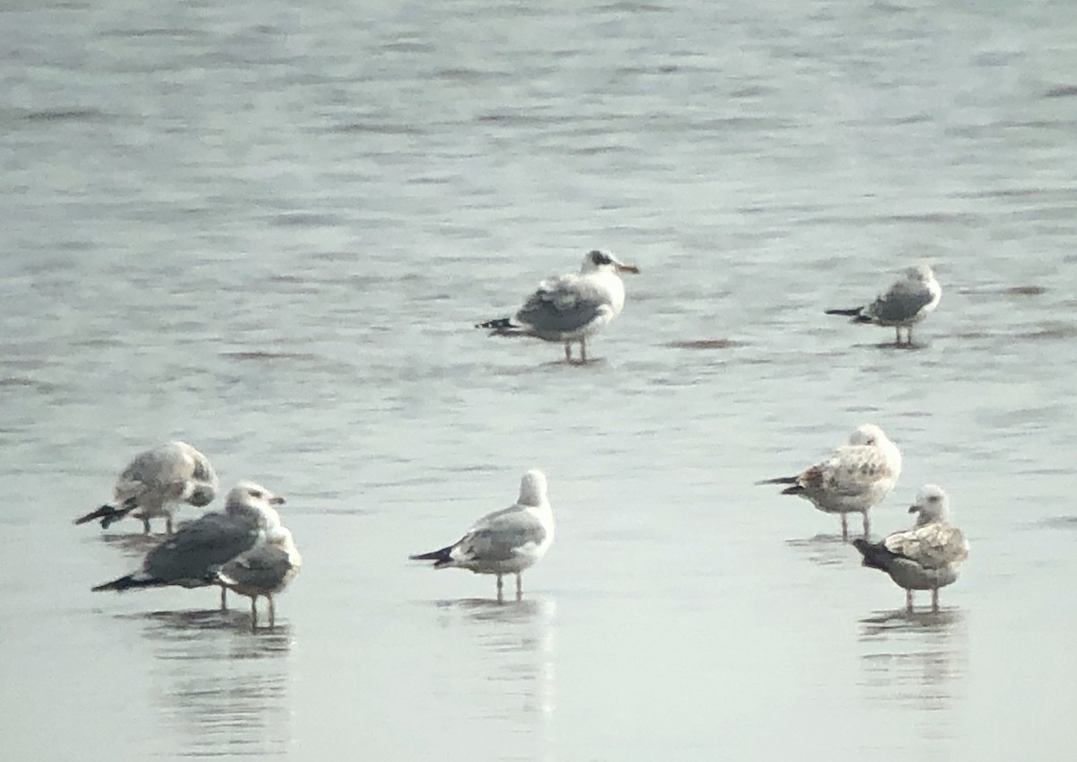 Pallas's Gull - ML291432021