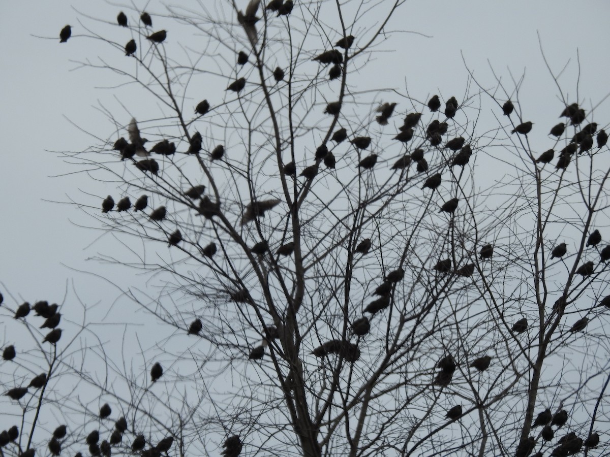 European Starling - Bruce Hill