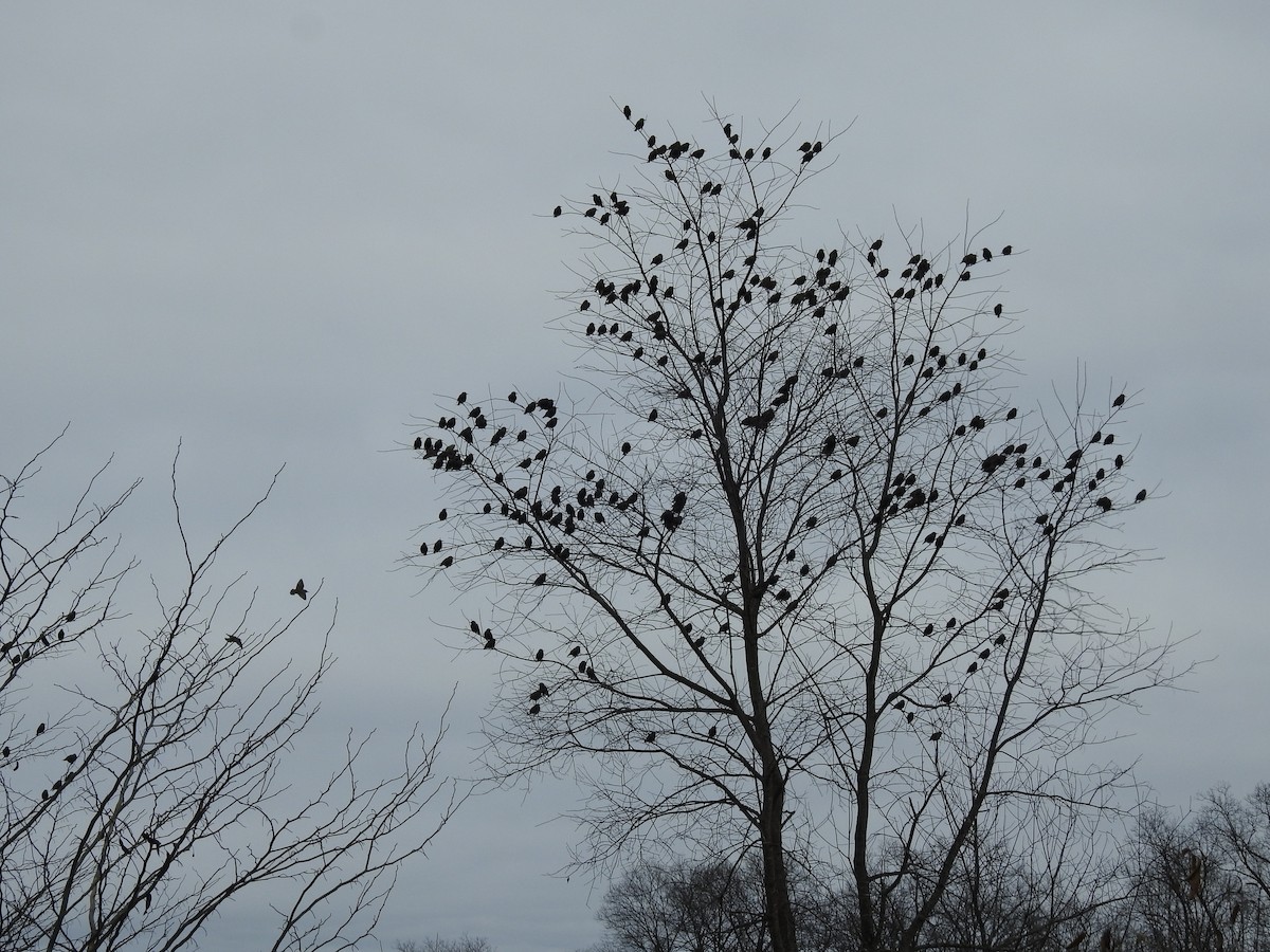 European Starling - Bruce Hill