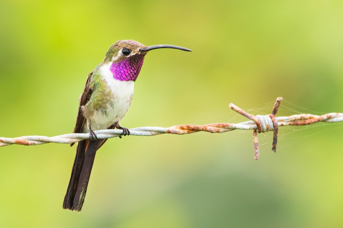 Mexican Sheartail - Antonio Robles