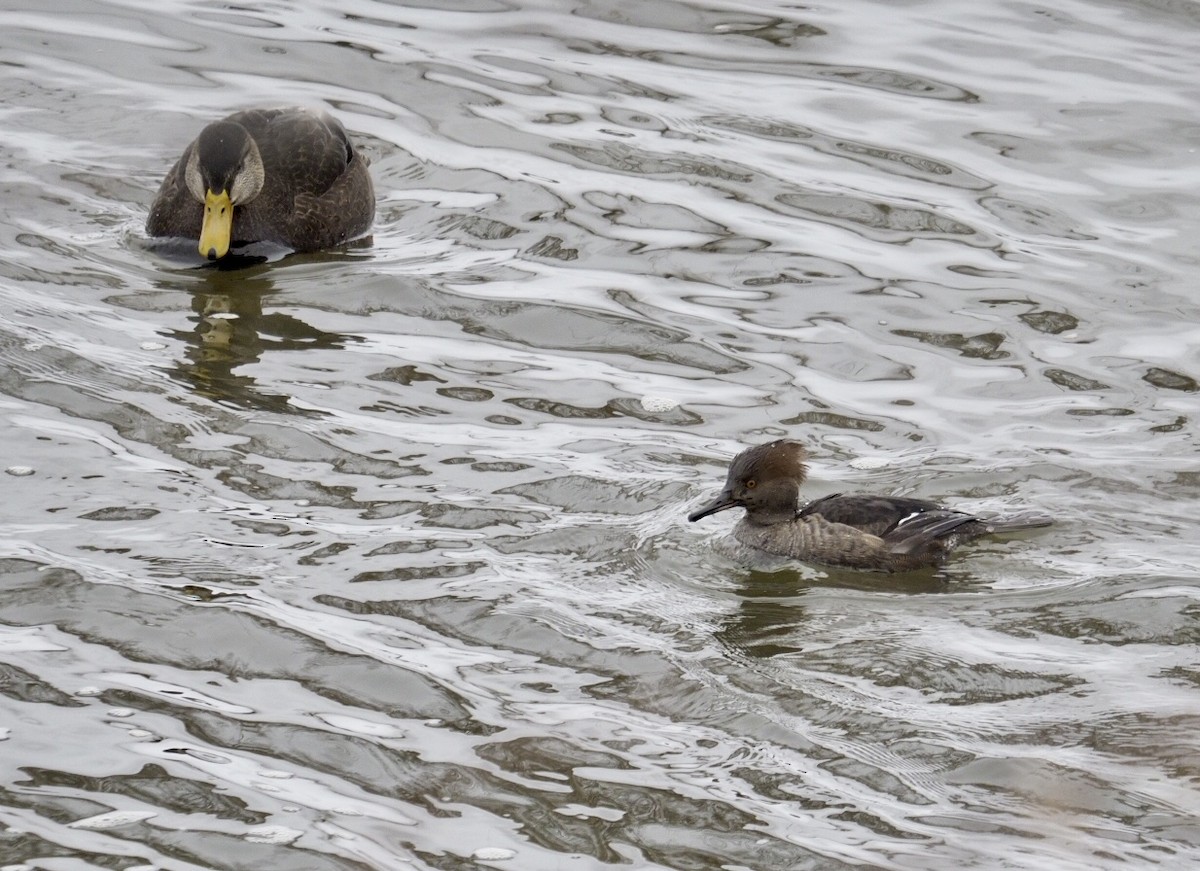 Hooded Merganser - ML291433961