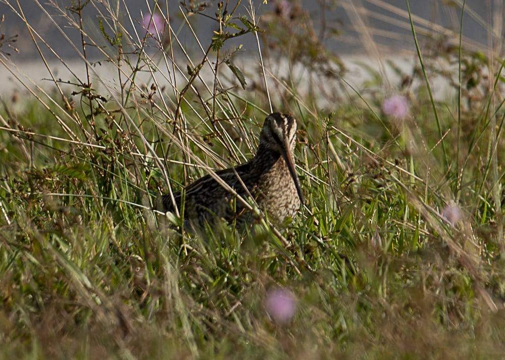 Common Snipe - ML291434801