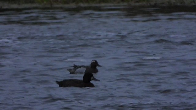 Garganey - ML291435001