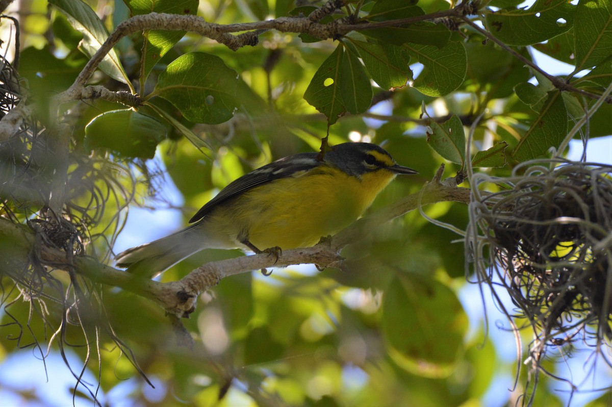 Adelaide's Warbler - Greg Sanda