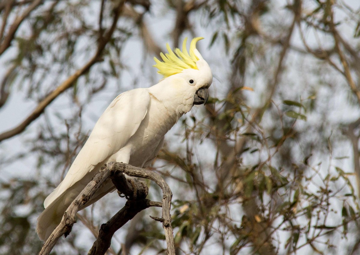 Sulphur-crested Cockatoo - Andrew Allen