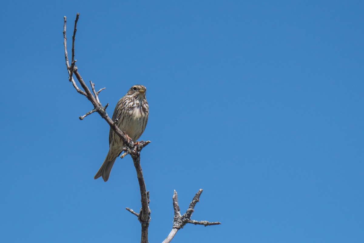Corn Bunting - ML291437341
