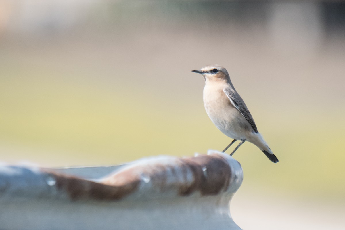 Northern Wheatear - ML291437381