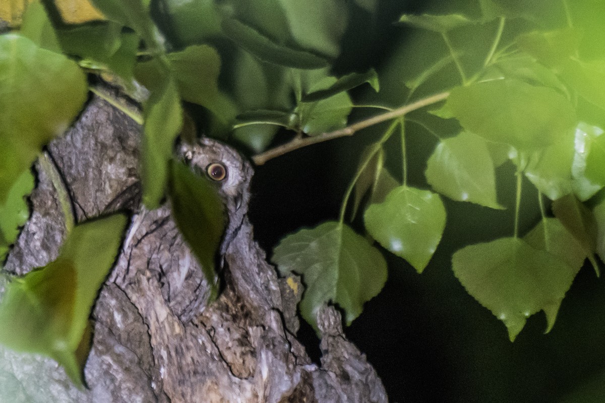 Eurasian Scops-Owl - ML291437751