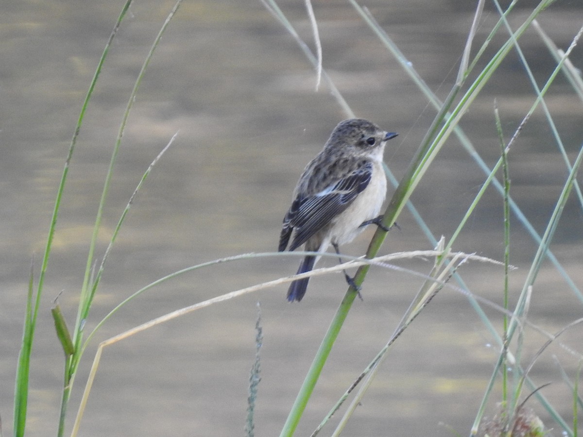 Amur Stonechat - Win Nwe