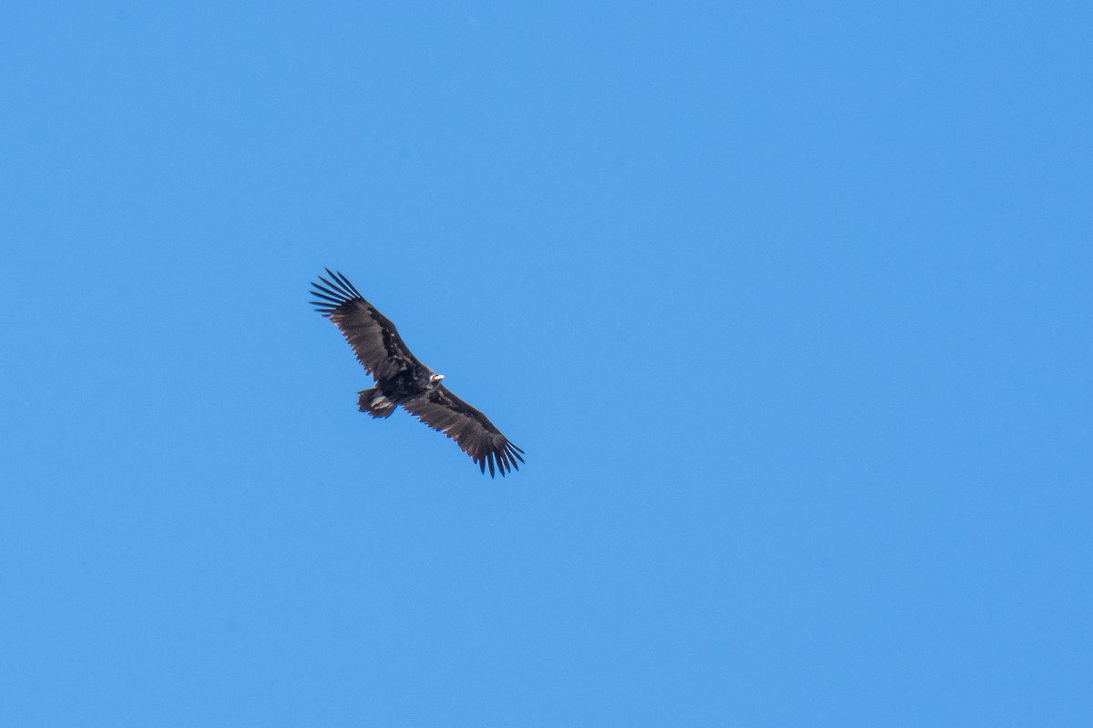 Cinereous Vulture - ML291438621