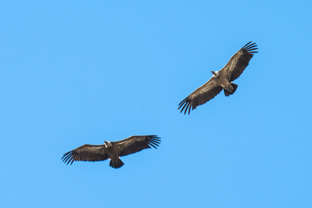 Eurasian Griffon - ML291438671