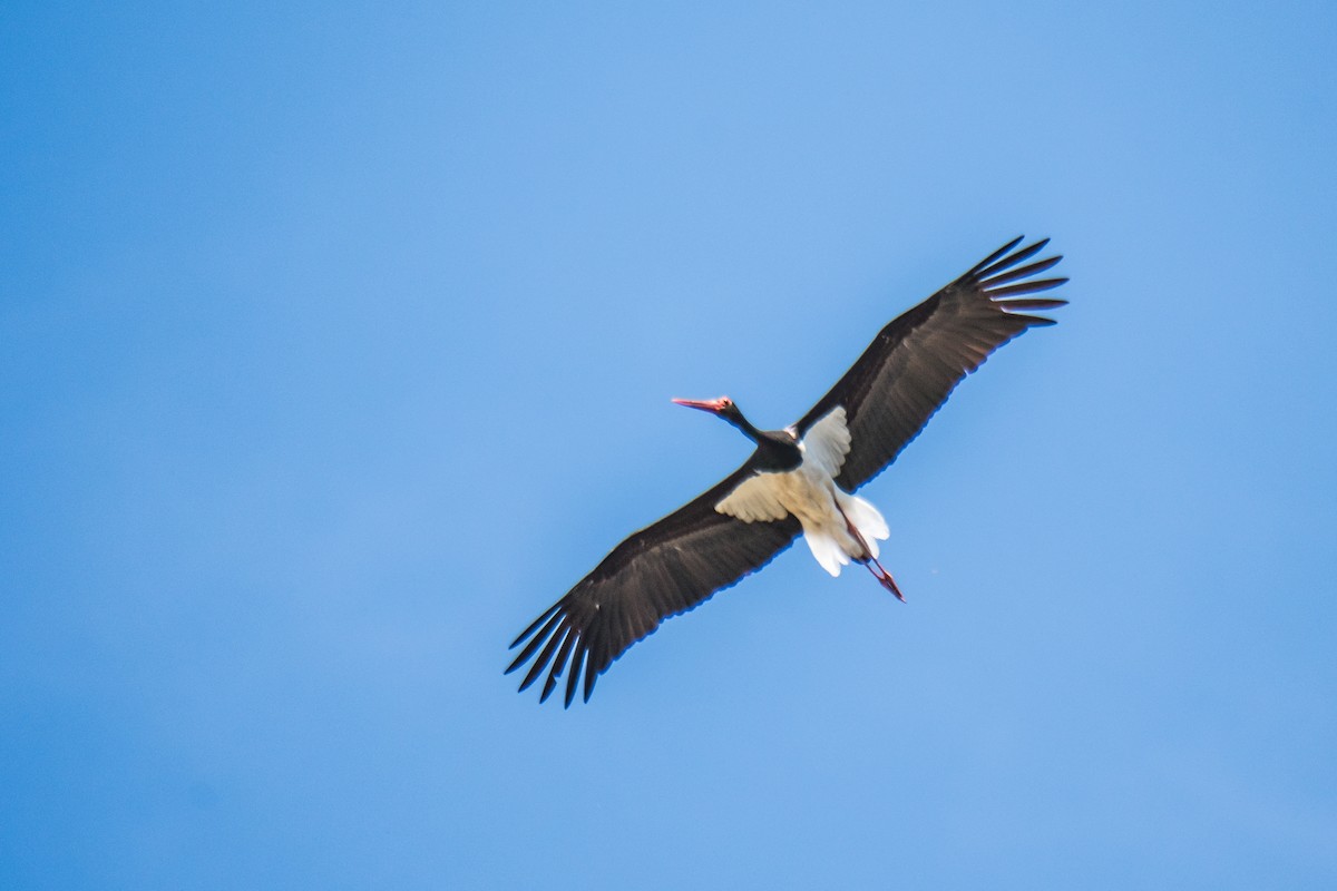Black Stork - ML291439211