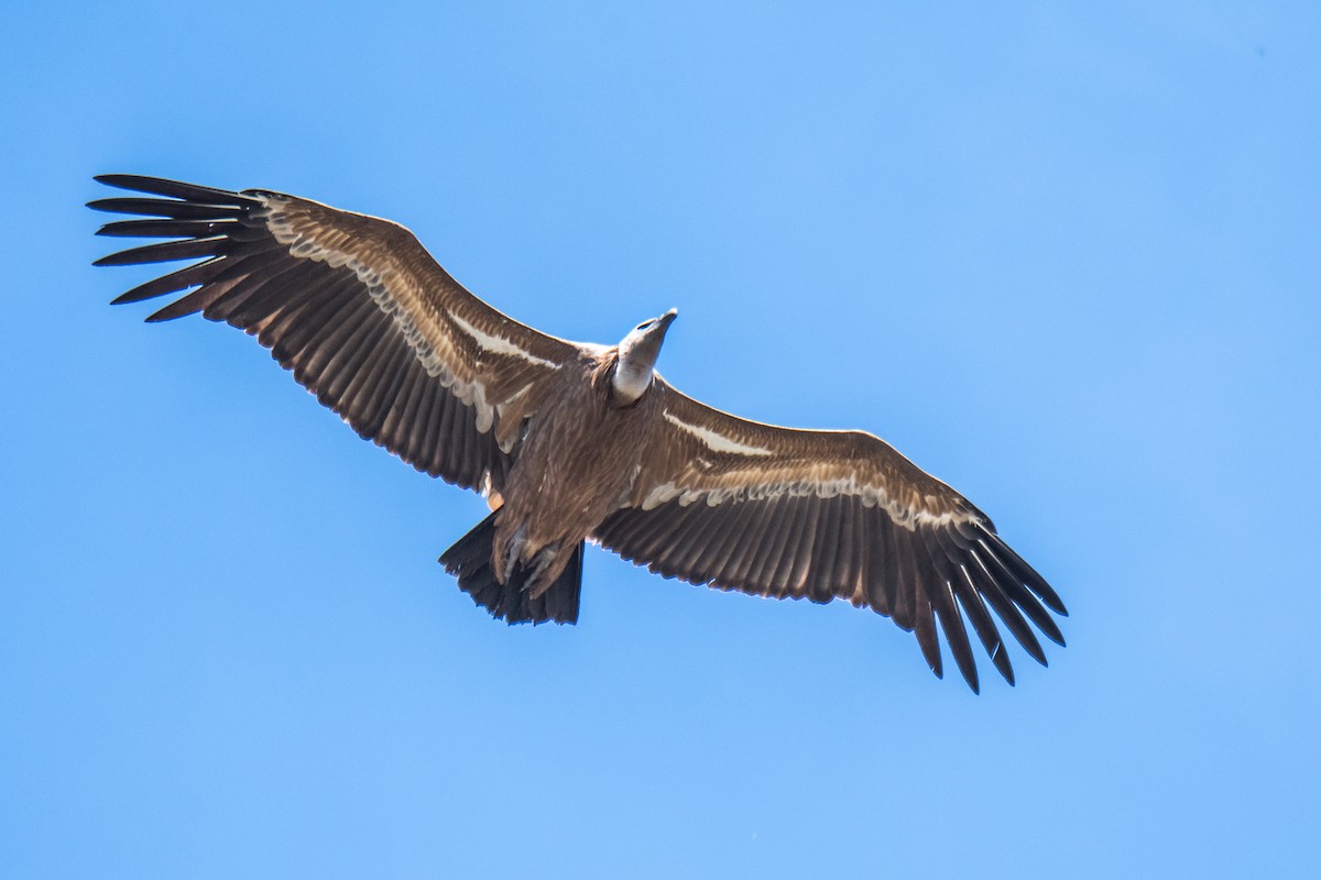 Eurasian Griffon - ML291439251