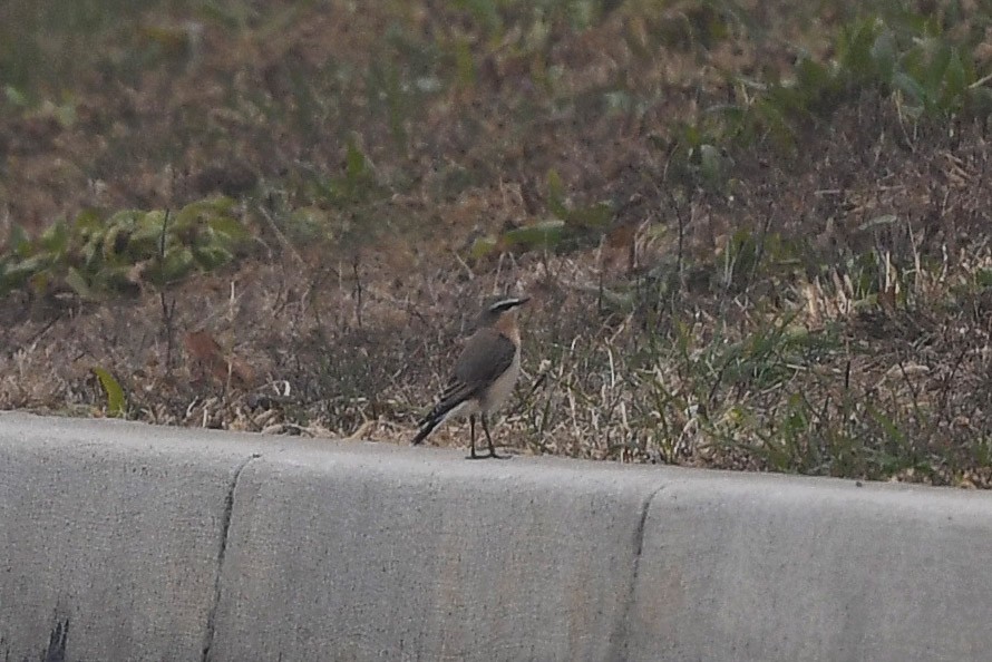 Northern Wheatear - ML291441691