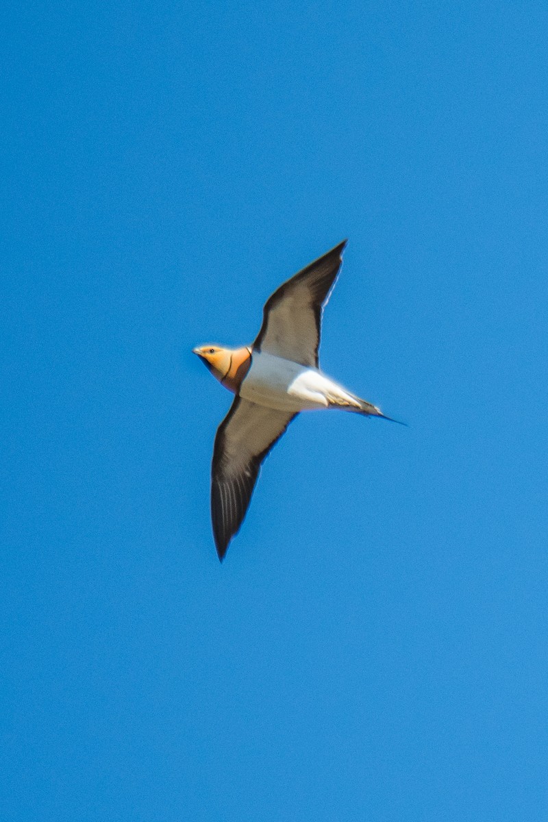 Pin-tailed Sandgrouse - ML291442221