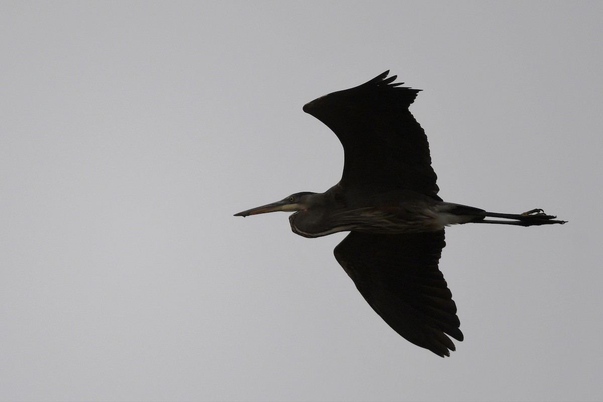 Great Blue Heron (Great Blue) - Brian Henderson