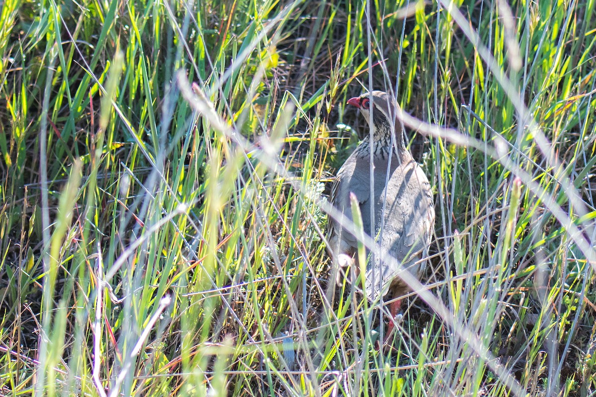 Red-legged Partridge - ML291442881