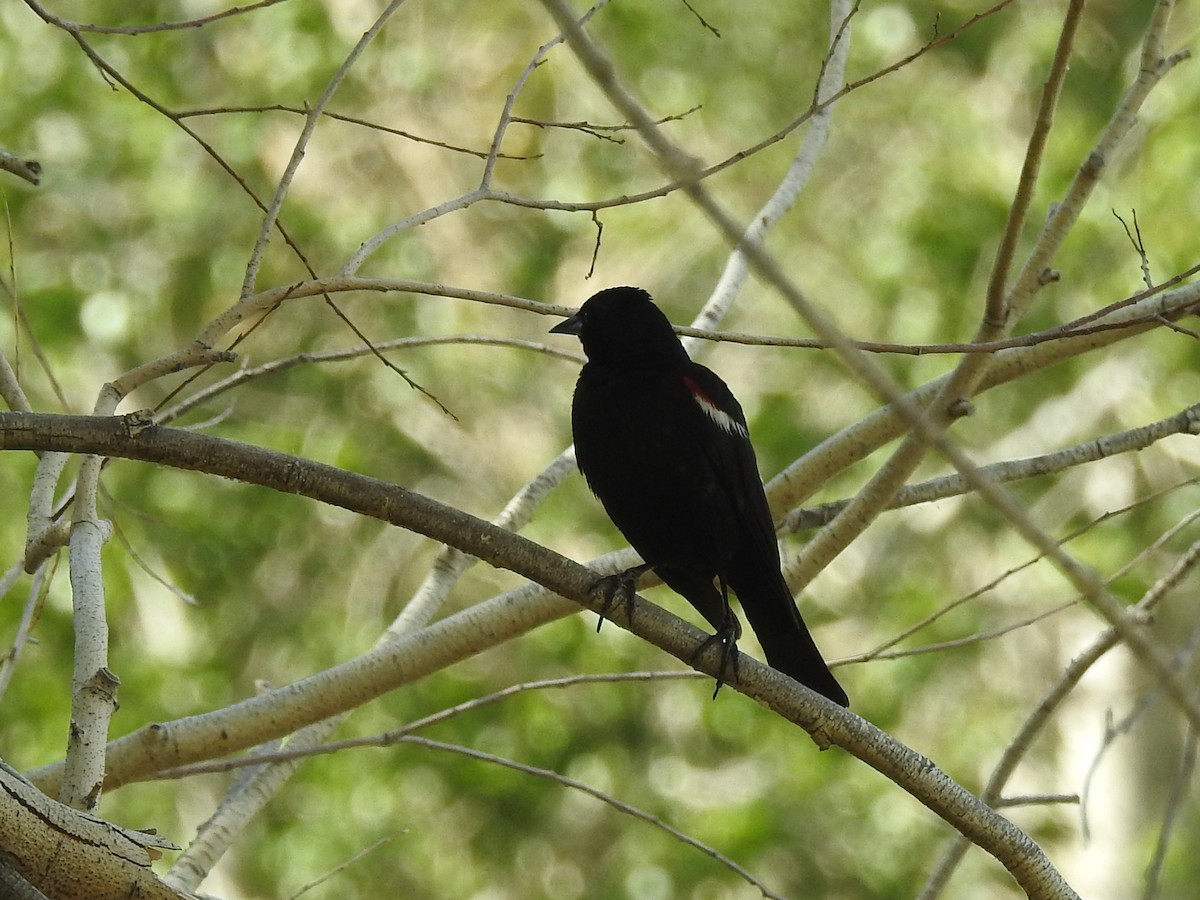 Tricolored Blackbird - Judy Matsuoka