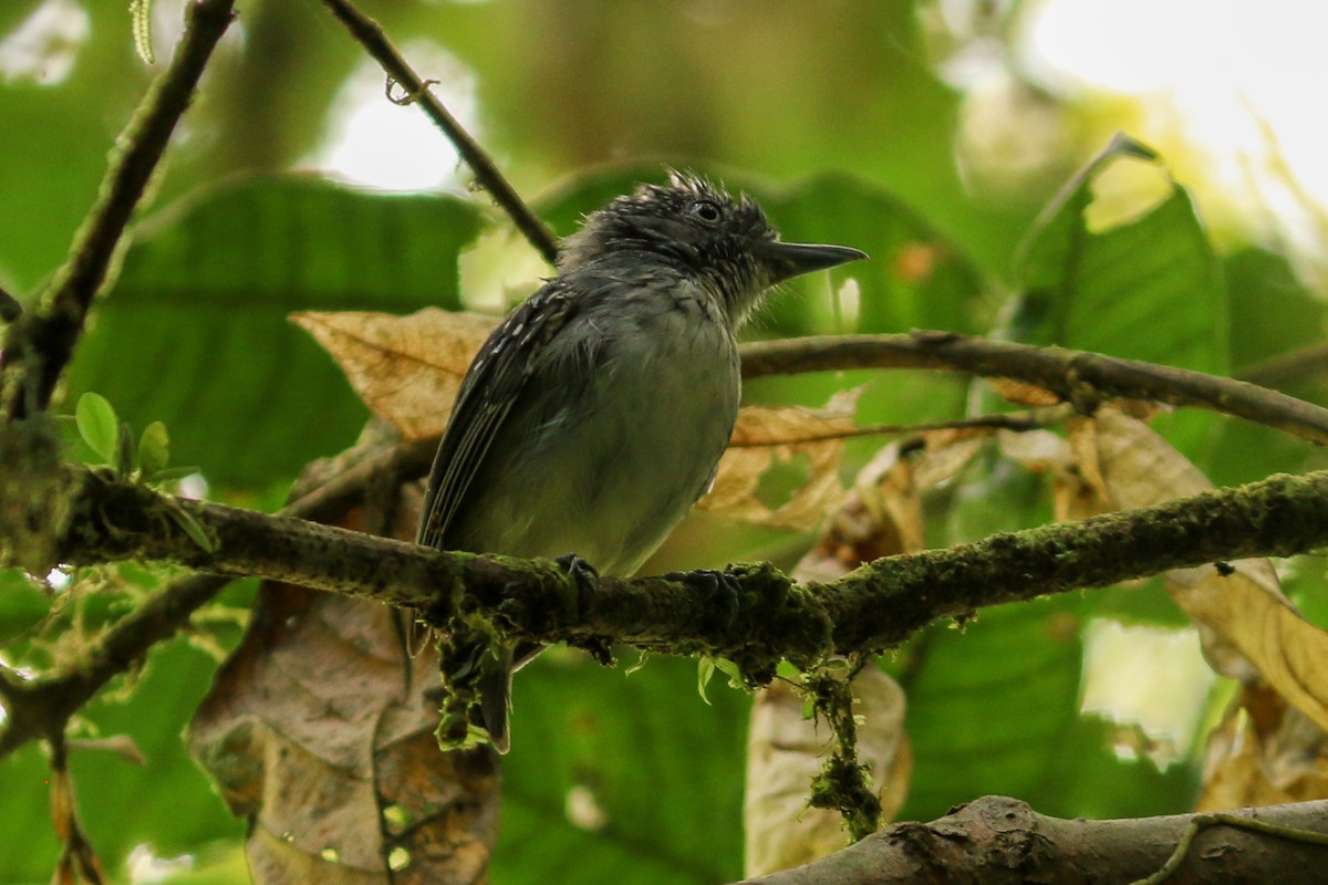 Spot-crowned Antvireo - ML291443521