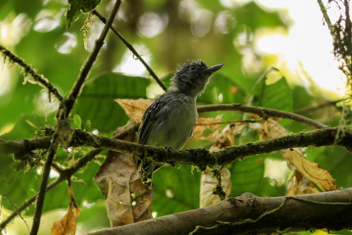 Spot-crowned Antvireo - ML291443711