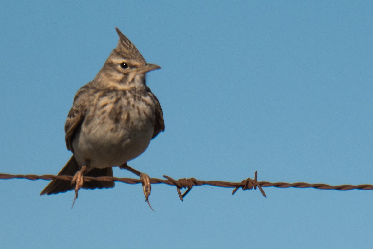 Crested Lark - ML291444391