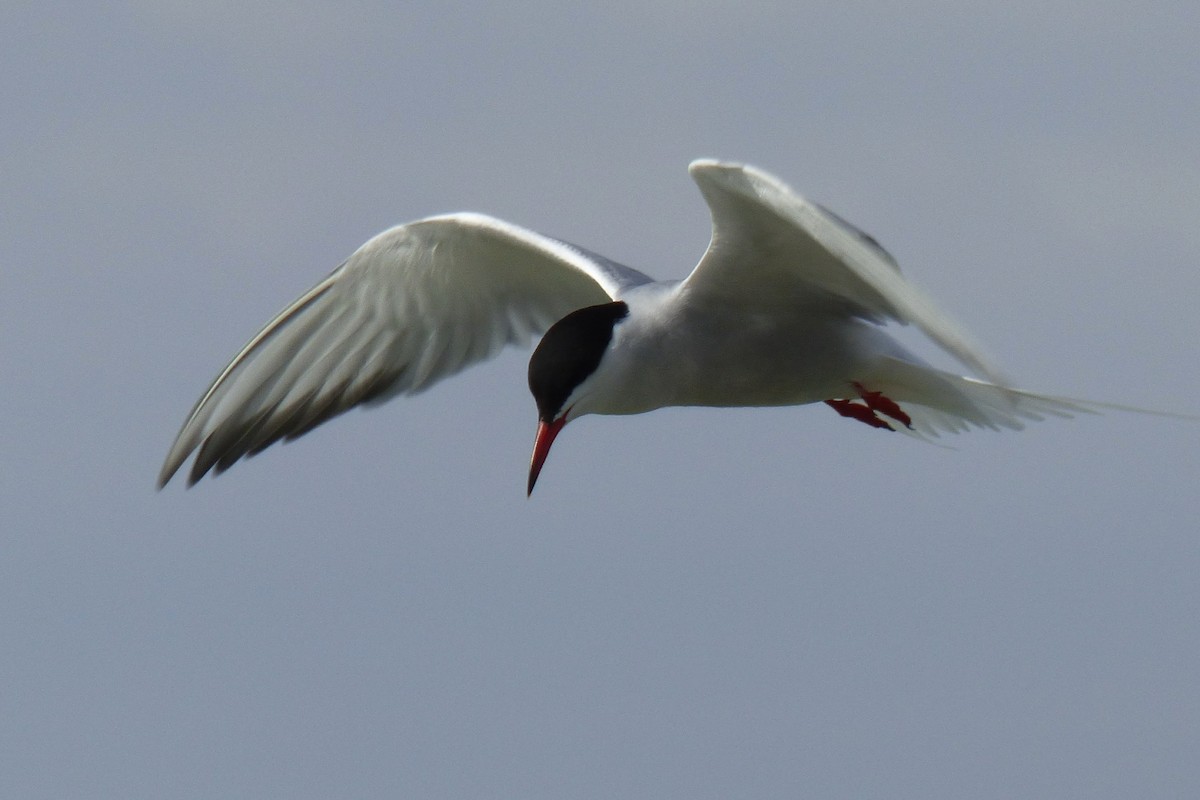 Common Tern - Laurie Koepke