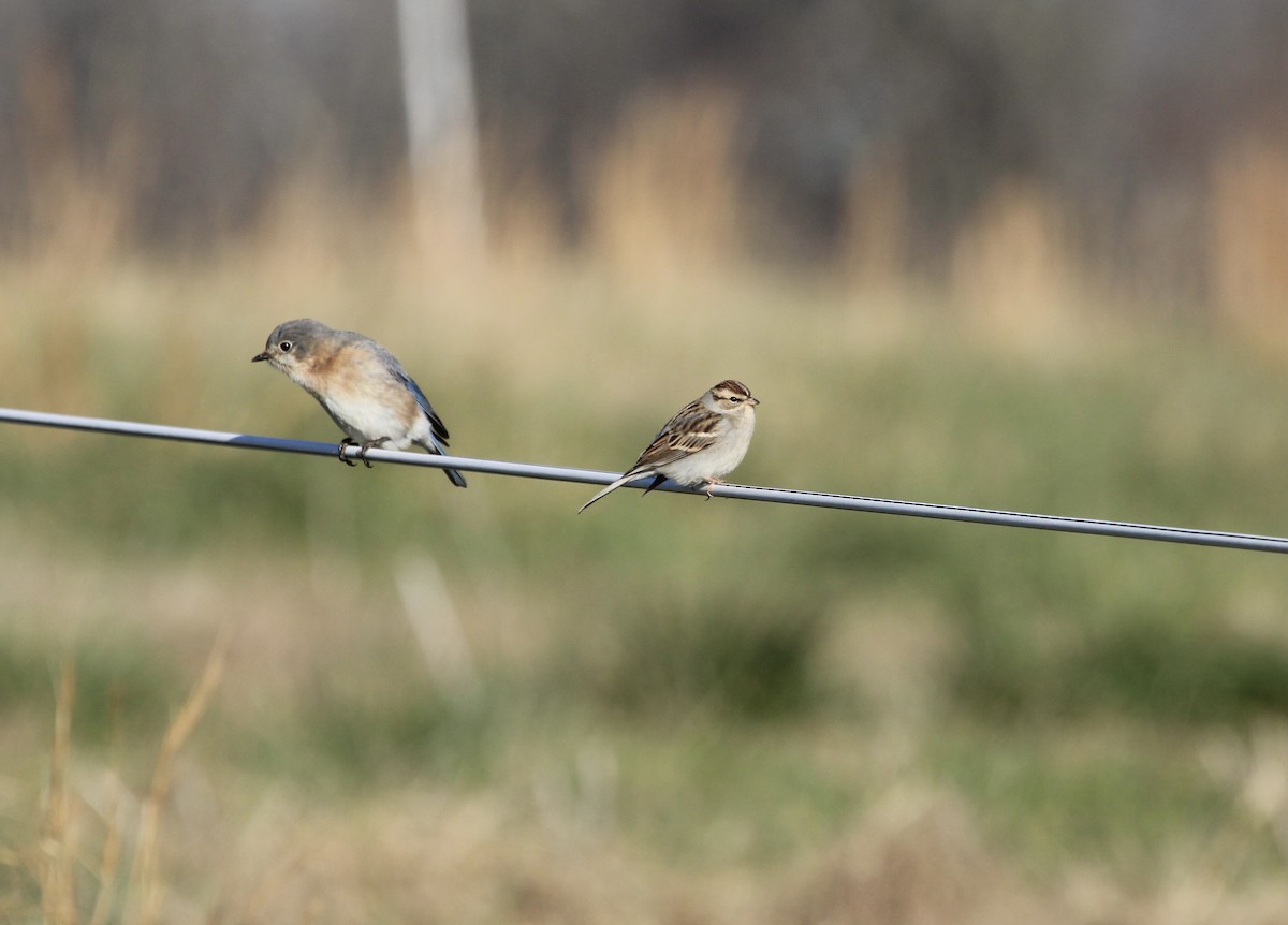 Chipping Sparrow - ML291444541
