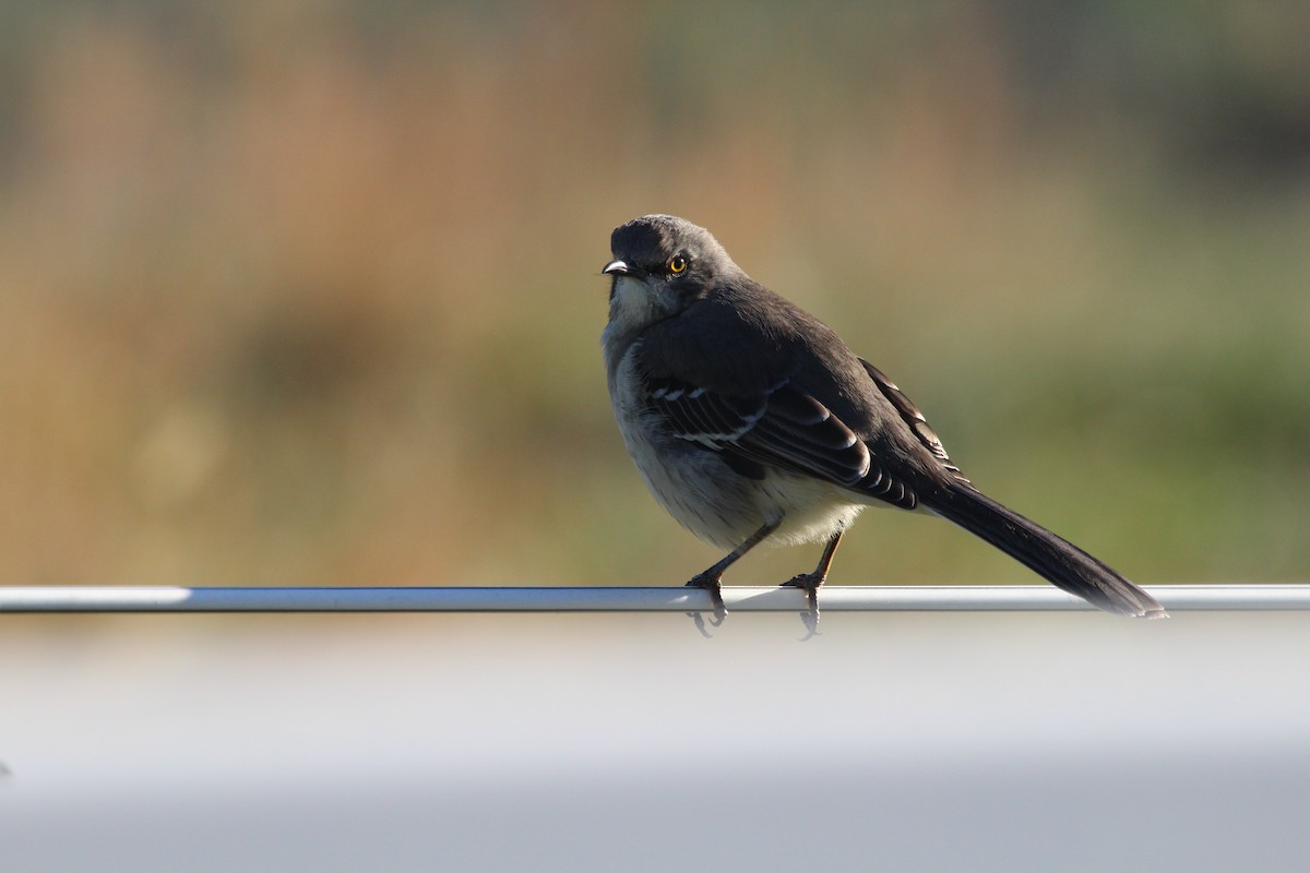 Northern Mockingbird - ML291444711