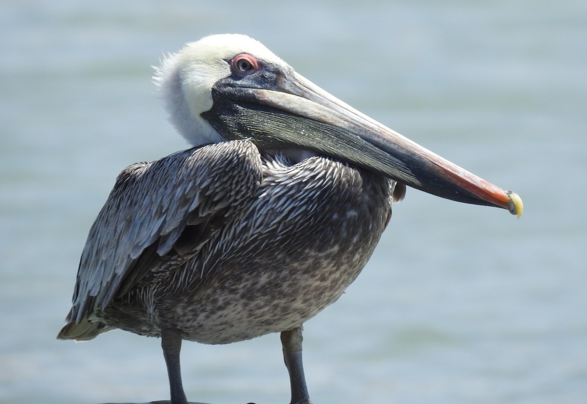 Brown Pelican - ML291444741