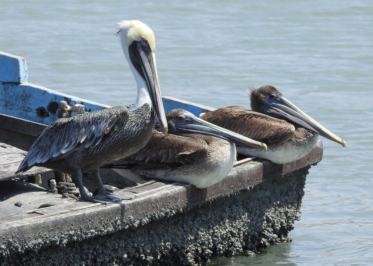 Brown Pelican - Fernando Angulo - CORBIDI