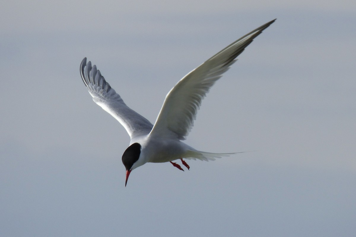 Common Tern - Laurie Koepke