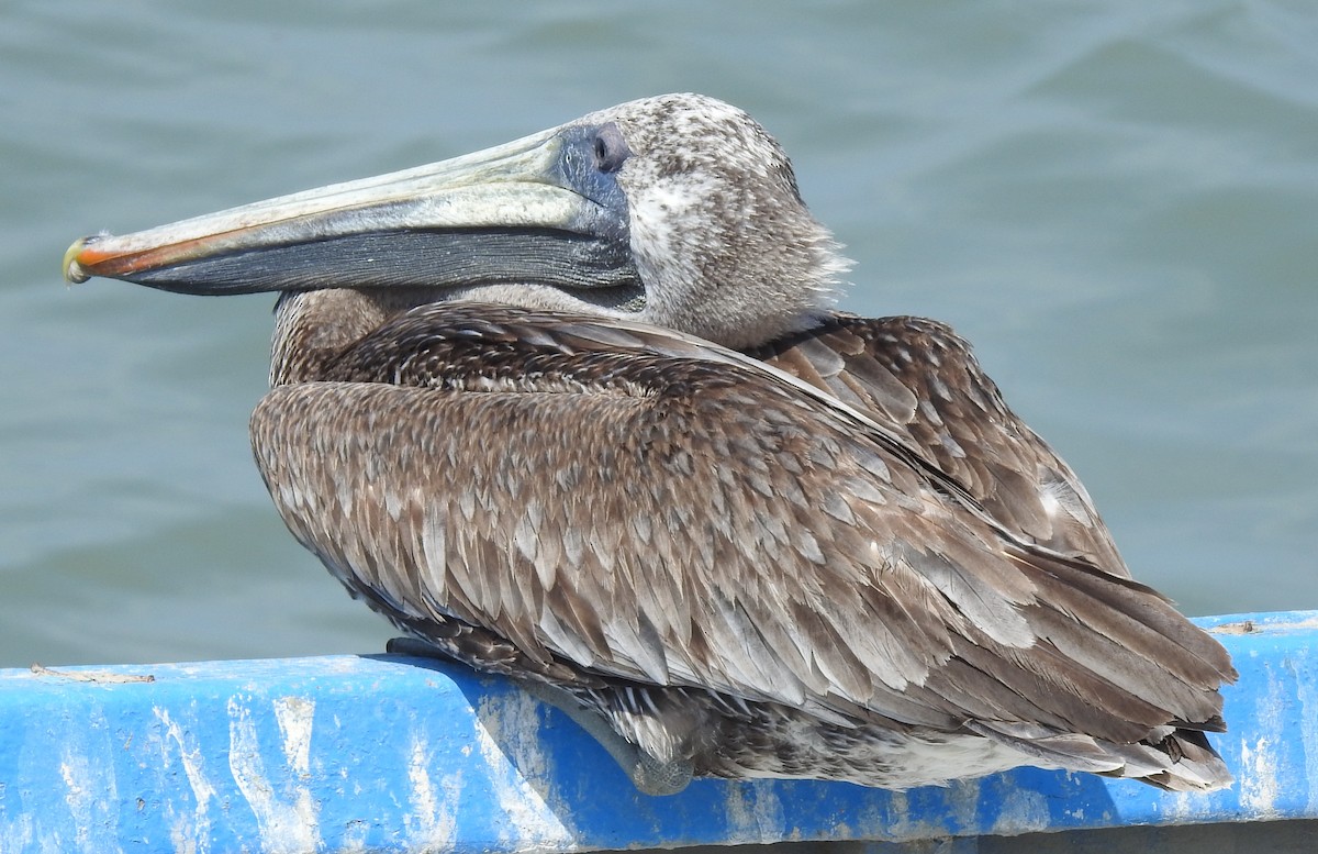 pelikán hnědý - ML291445021