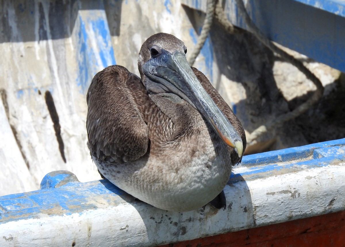 Brown Pelican - ML291445031