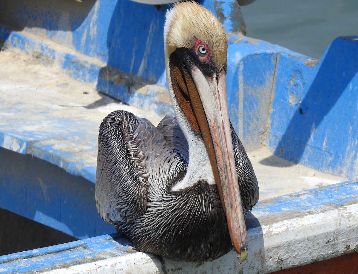 pelikán hnědý - ML291445151
