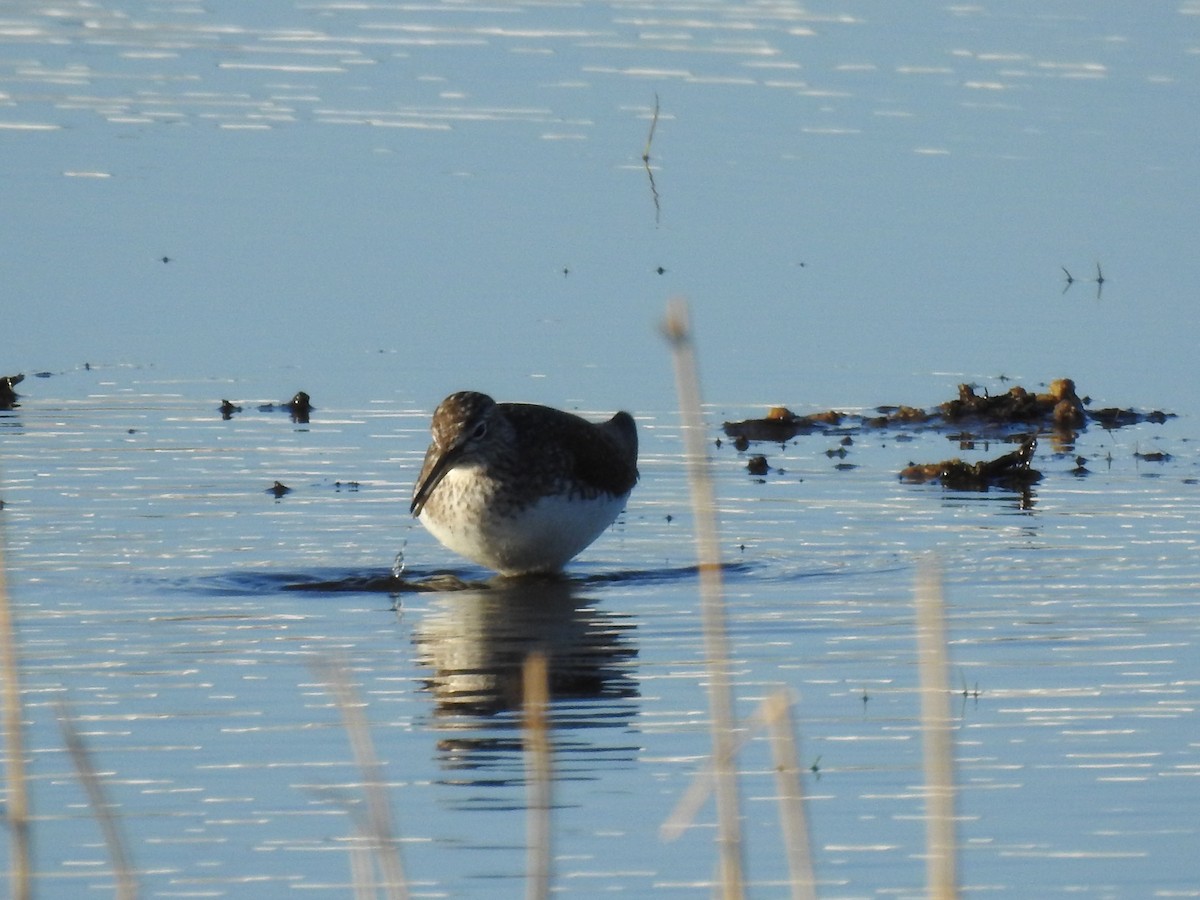 Green Sandpiper - Gert de Mol