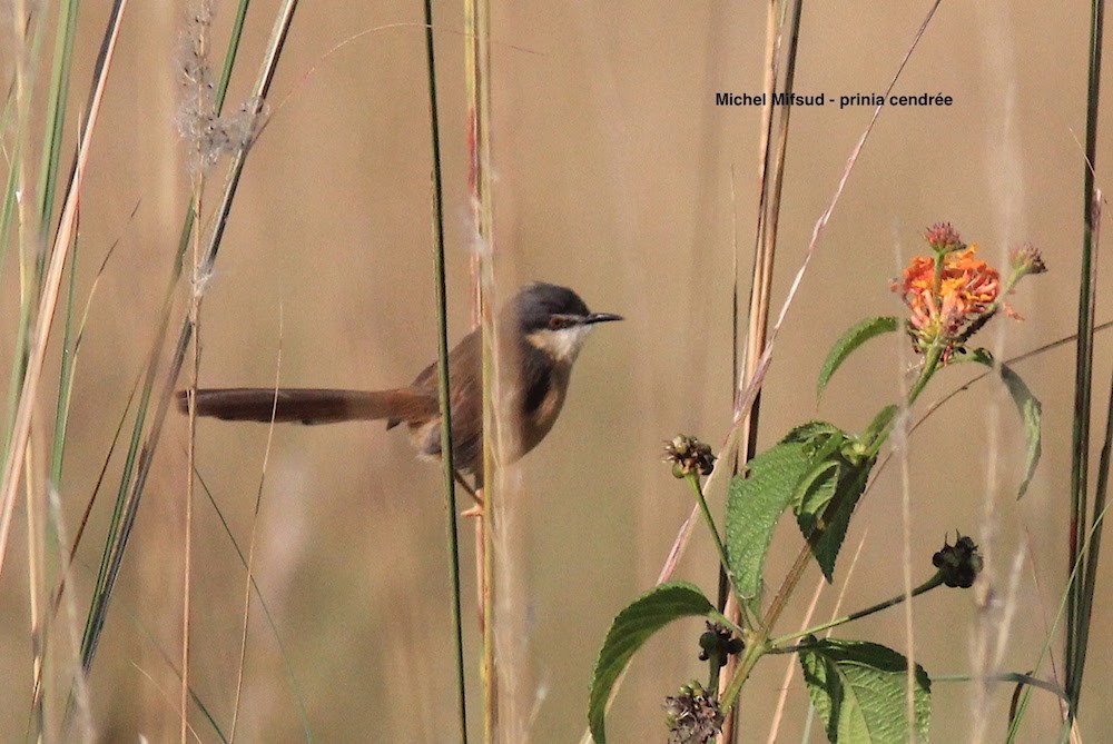 Ashy Prinia - ML291445951