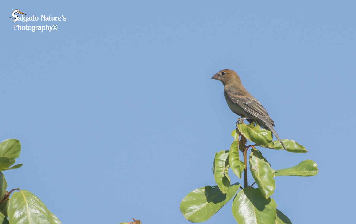 Blue Grosbeak - ML291447071