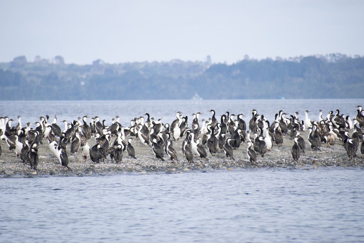 Cormorán Imperial - ML291447271