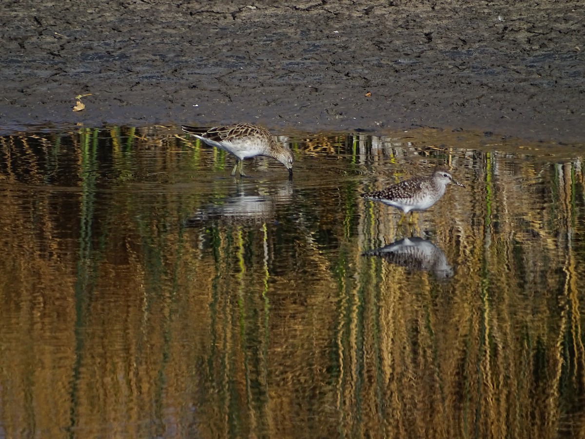 Wood Sandpiper - Omprakash Rout