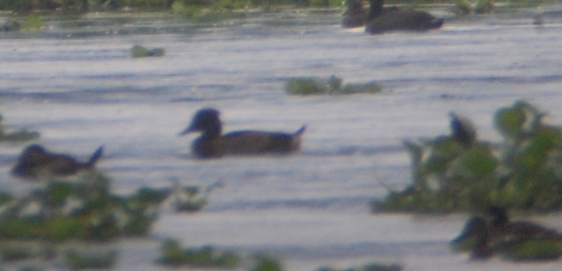 Tufted Duck - ML291448341