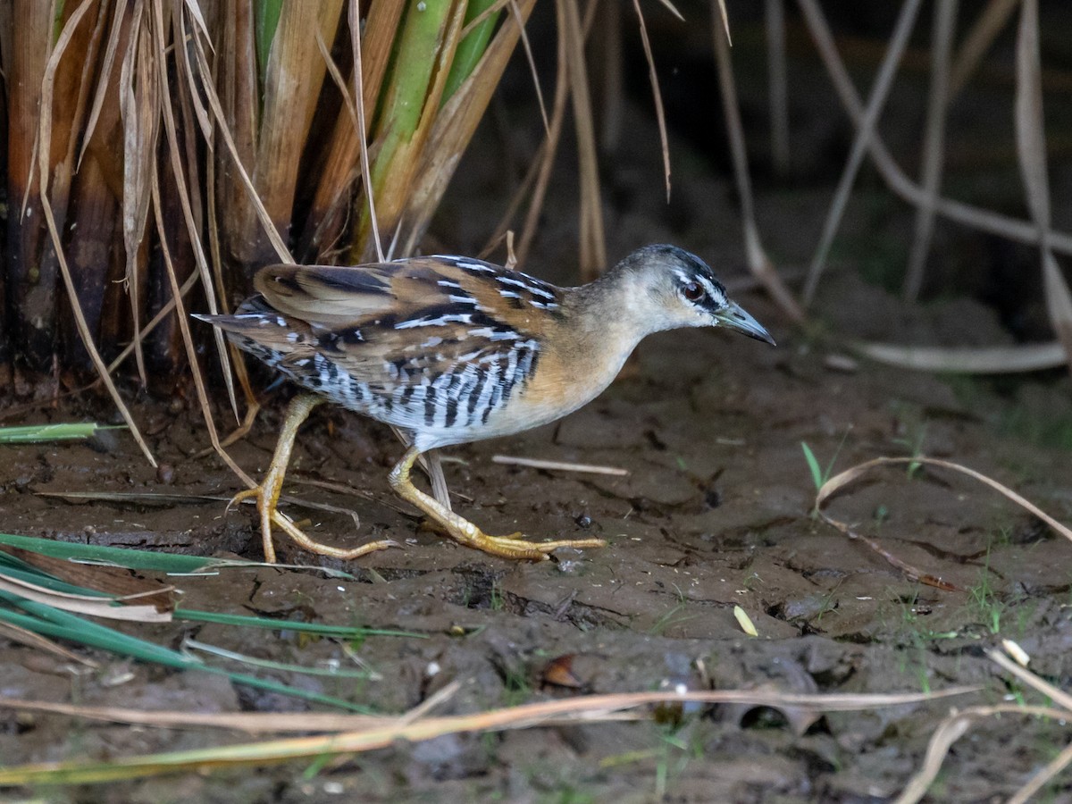 Yellow-breasted Crake - ML291450411