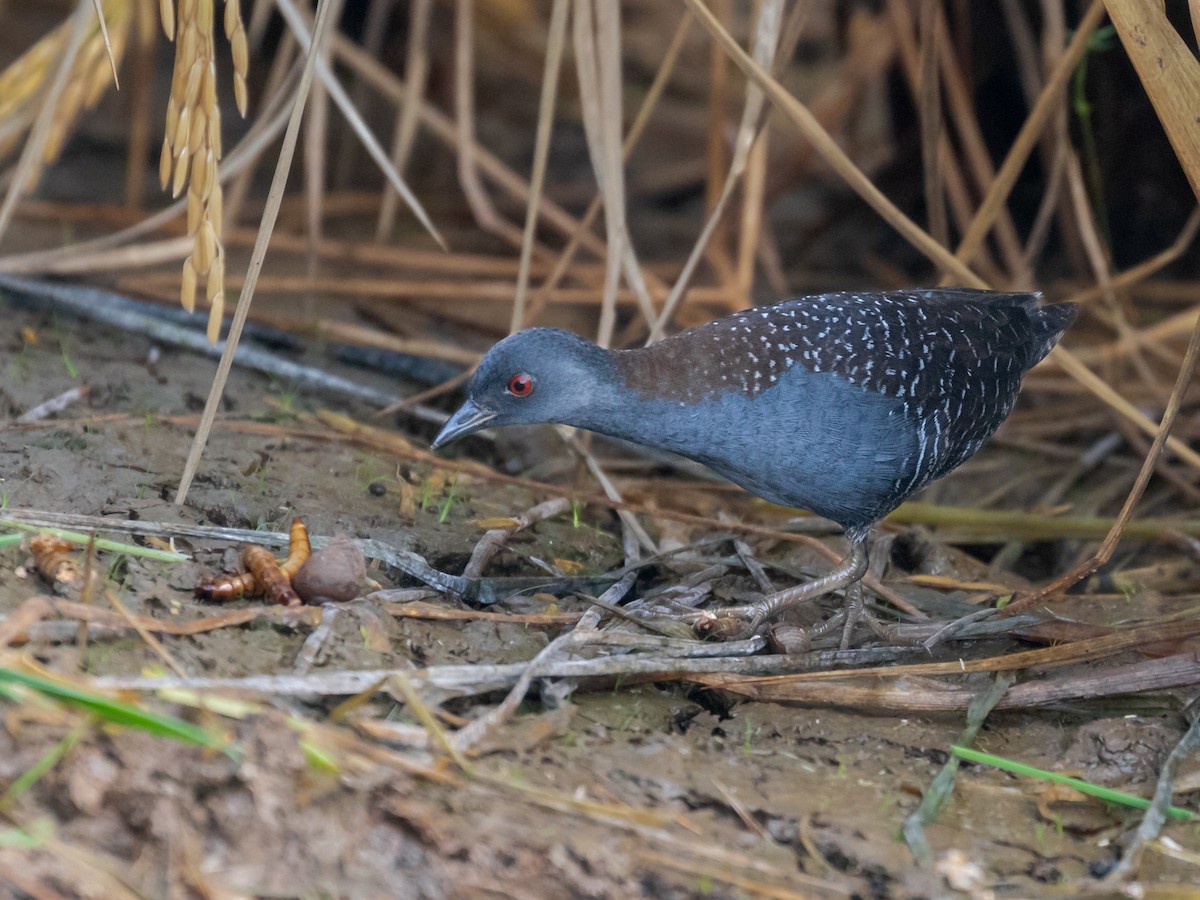 Black Rail - Héctor Bottai