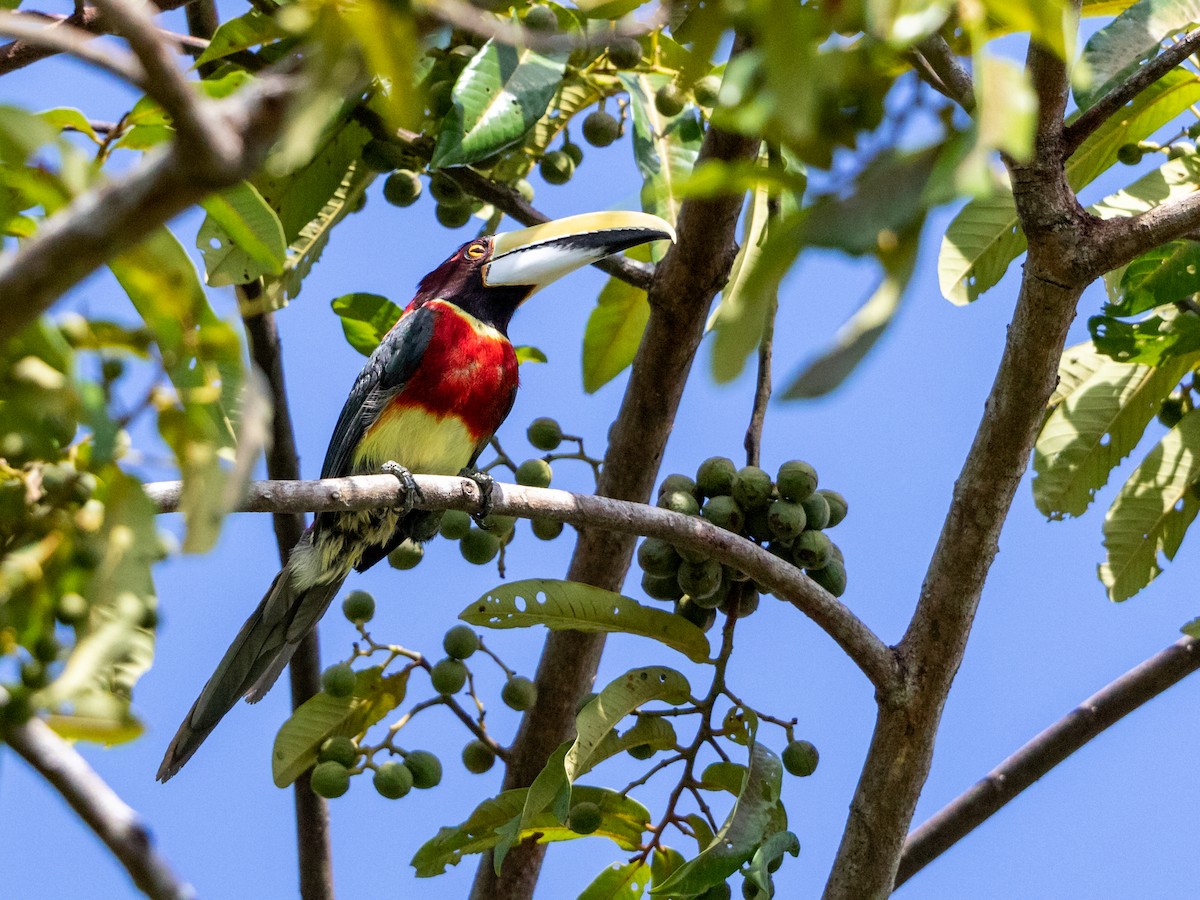 Red-necked Aracari - ML291450911