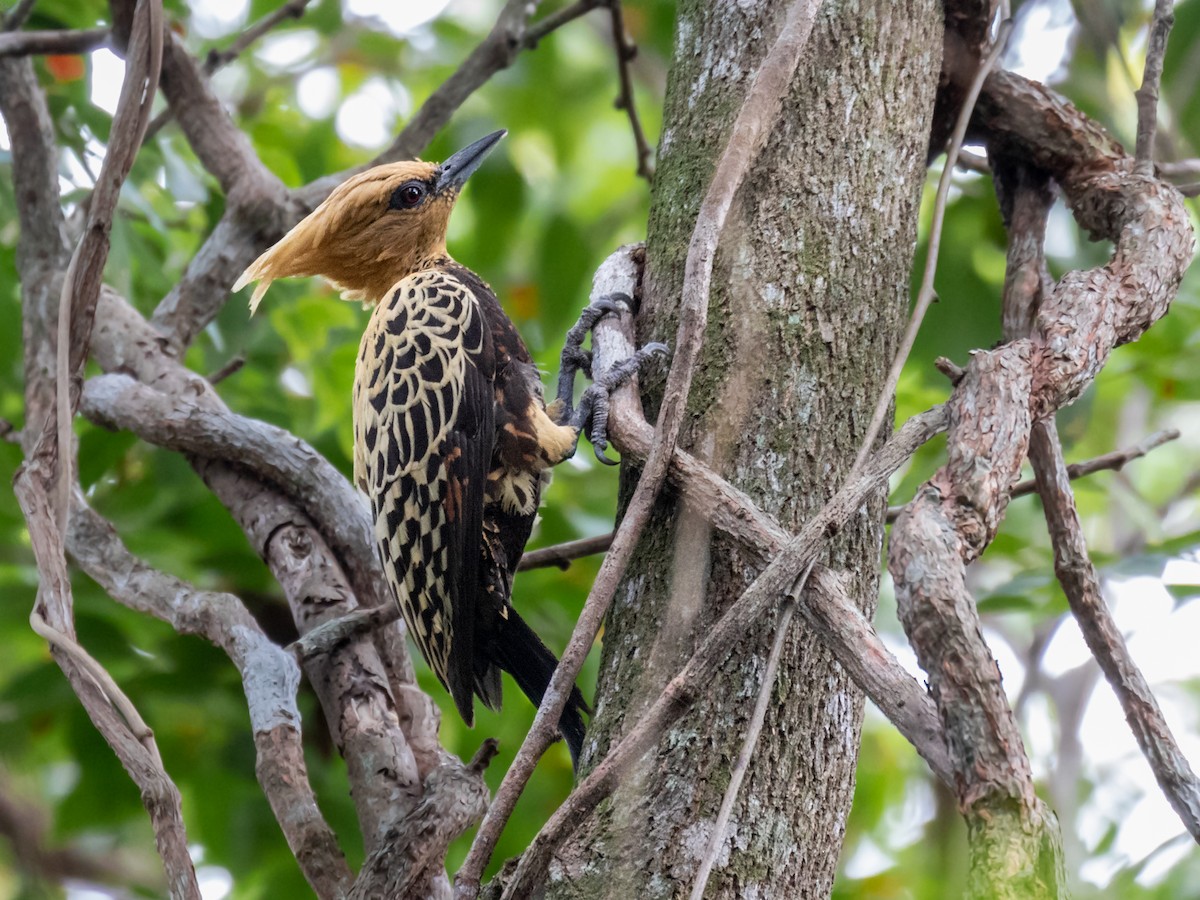 Ochre-backed Woodpecker - ML291450961